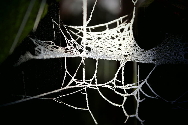 Web, detalhe, luz de fundo, natureza