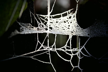 Web, detaliu, lumina de fundal, natura