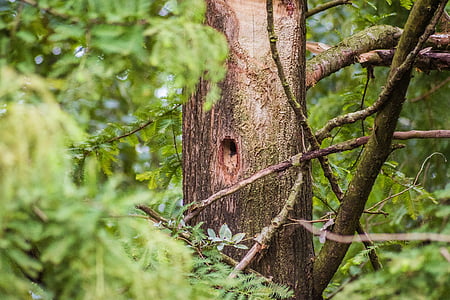woodpecker, hole, bird's nest, woodpecker hole, woodpecker cave, aviary, nest