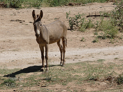 donkey, bauer, agriculture, animal, head, ears, rural
