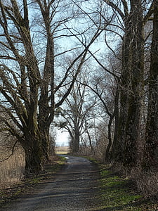 path, road, trees, perspective, pathway, way, direction