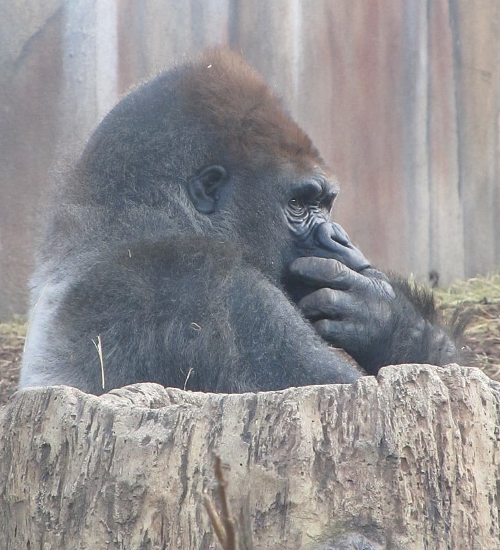 gorilla, sitting, thoughtful, thinking, tree trunk, zoo, animal
