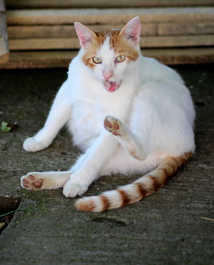 mačka, bela, oranžna, leni, prebivališča, domače mačke, Hišni ljubljenčki