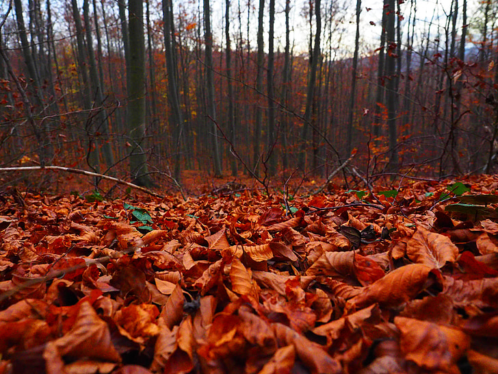 lapai, miško, rudenį, Gamta, lapų, miško paklotę, medis