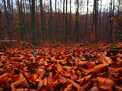 listy, Les, podzim, Příroda, list, Lesní půda, strom