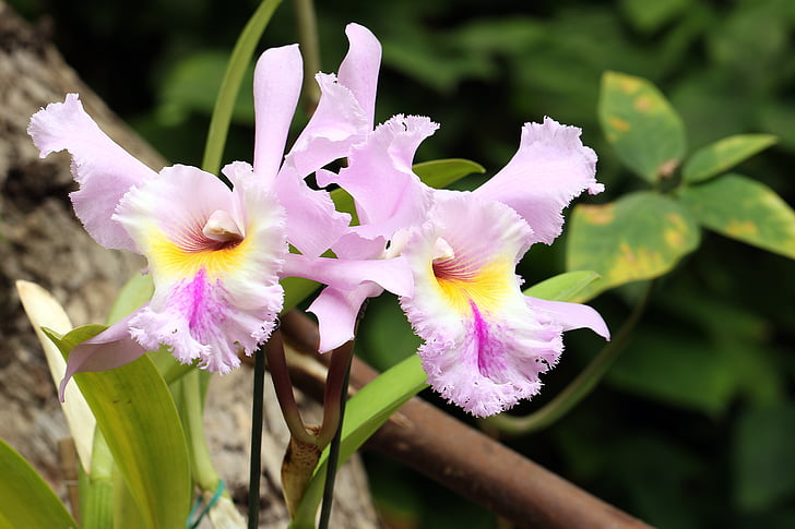 Orchis, Orchid, fleur orientale, chambre fleur, storczykarnia, flore, Closeup