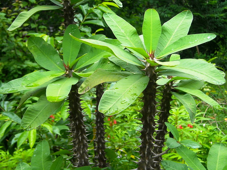 pianta, ornamentale, ephorbia, Thorn, foglia, verde