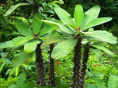 planta, ornamentais, ephorbia, espinho, folha, verde