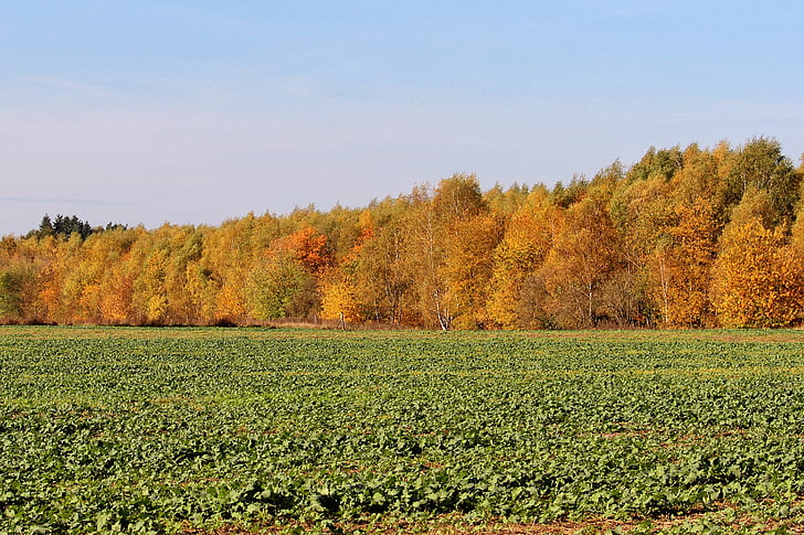 zemědělství, podzimní barvy, klid, venkov, ornou půdu, plodiny, prostředí