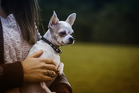 Branco, Chihuahua, realizada, mulher, cão, filhote de cachorro, animal de estimação