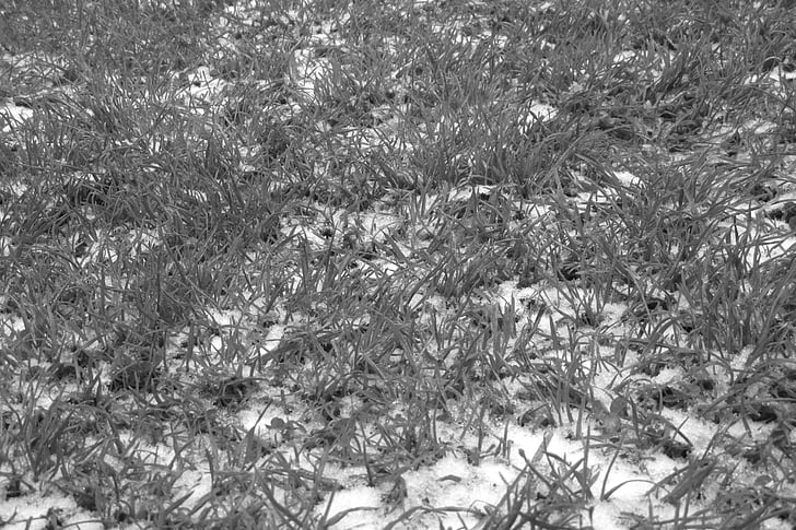 trava, pozimi, pokrita s snegom