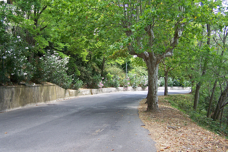 weg, Avenue, bomen, boom, Straat, natuur, asfalt