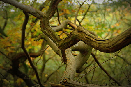 albero, ramo, foglie, ramo di albero, rami di un albero, foglia, natura
