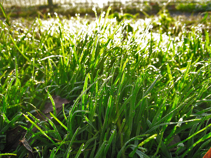 erva daninha, verde, gota de água, o orvalho da manhã, água, luz, Parque de Otsu.
