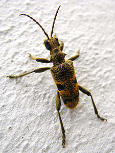 Beetle, hyönteinen, Luonto, kovakuoriaiset, Longhorn kovakuoriaiset, brouček