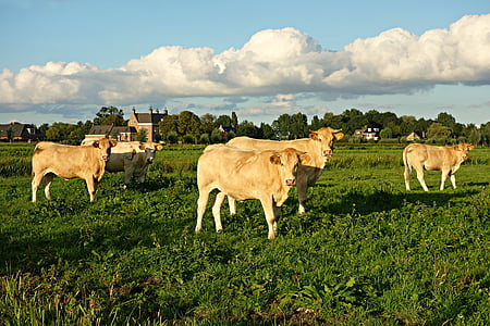 con bò, động vật, động vật có vú, chăn nuôi, gia súc, trâu, bò, cỏ