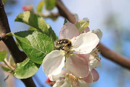 애플, 딱정벌레, 꽃, pollinating, 수 분, 곤충, 식물