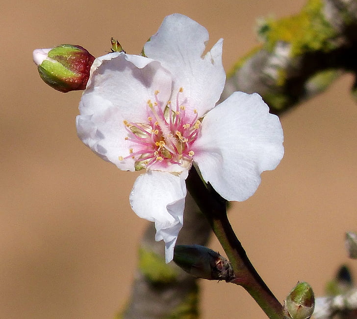 almond blossom, Blossom, mekar, makro, almond, merah muda, bunga
