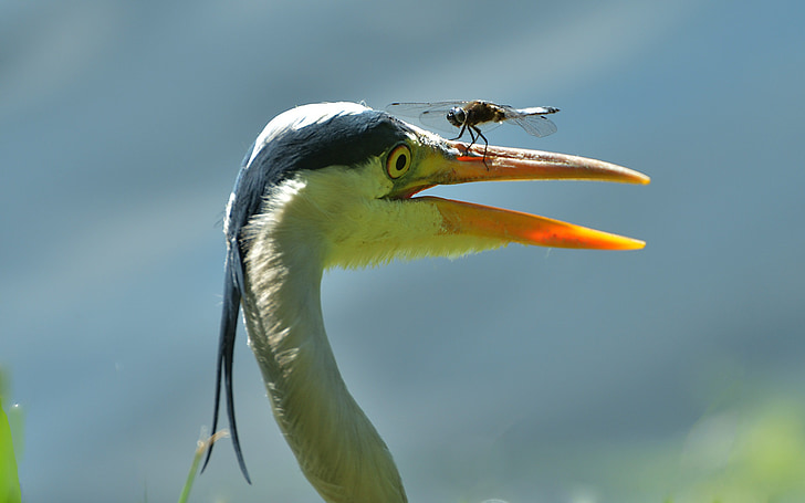 grey heron, blue arrow, dragonfly, emergency landing, nose, walldorf, fishing pond