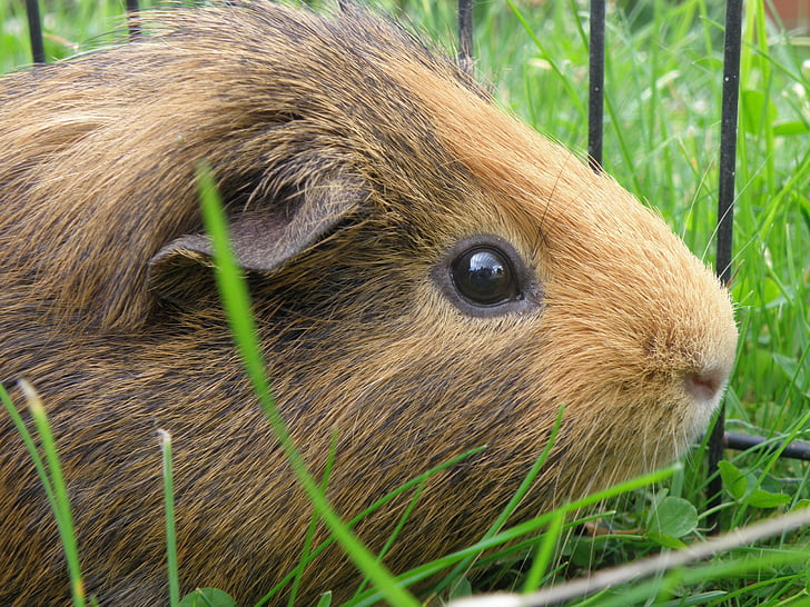 guinea-pig, male, agouti, grass, portrait, head