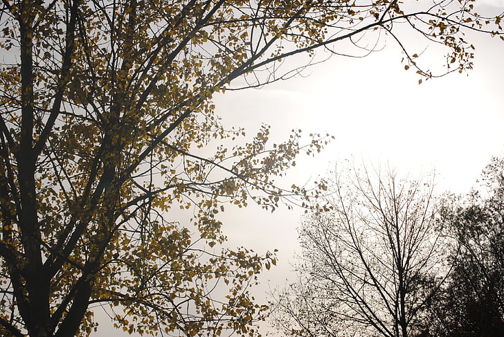 mgła, Bezbarwny, drzewo, Natura