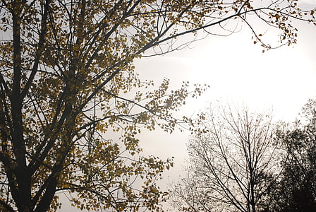 ομίχλη, άχρωμο, δέντρο, φύση