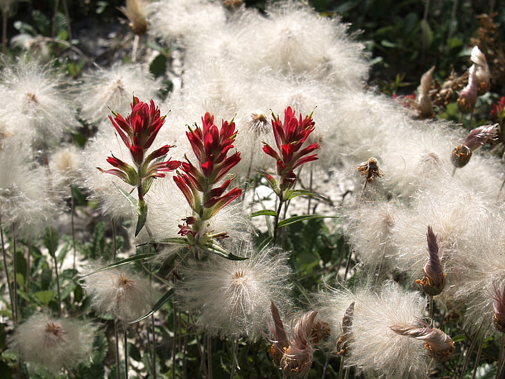 padang rumput, India, cat, sikat, bunga, Kanada