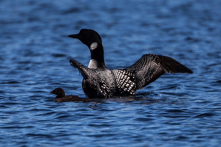 common loons, female, baby, swimming, great northern divers, water, wildlife