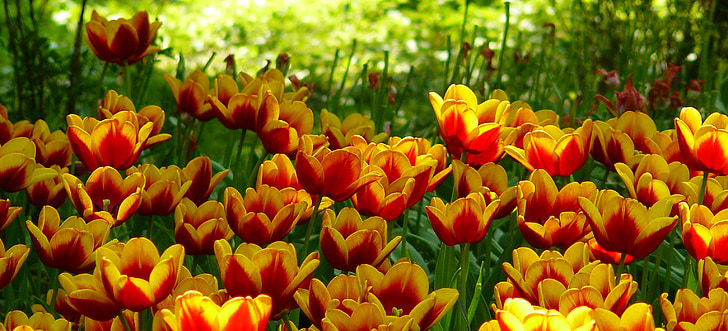 tulipes, camps de tulipa, primavera, flor, Tulipa, groc, flors