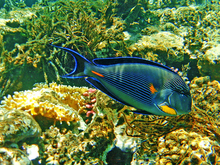 fisk, Cay, Det Røde Hav, Egypten, Hurgada, sommer, under vand