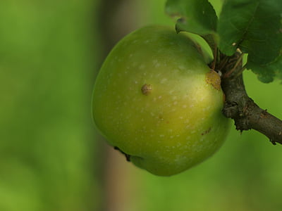 яблоко, яблоко на ветке, Зеленое яблоко, крупным планом, урожай, Яблоня, фрукты