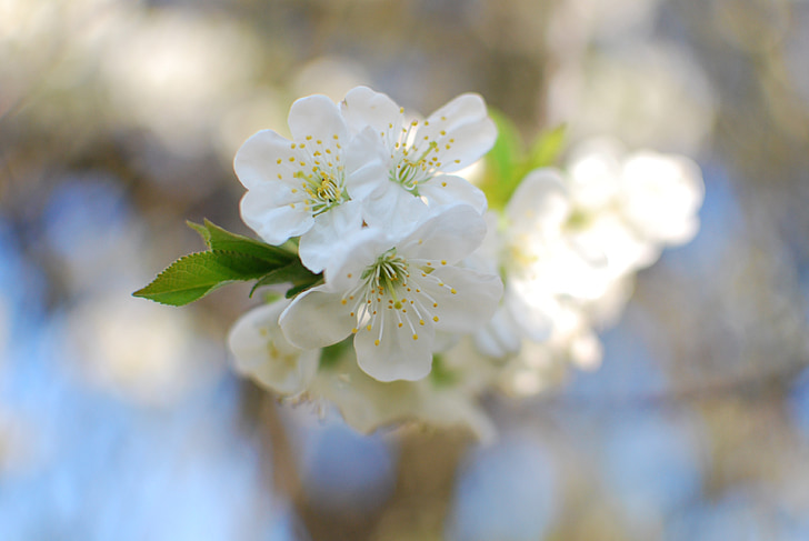 višeň, Біла квітка, Весна, Природа, квітка