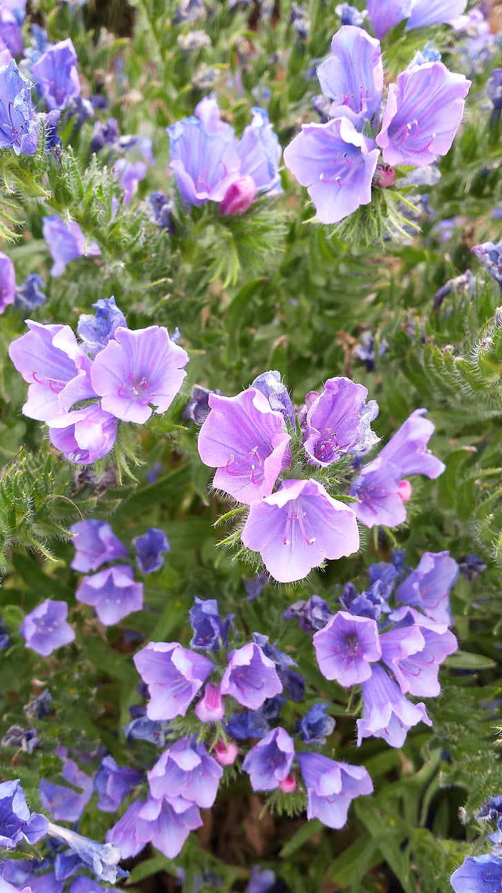 violeta, verd, flor