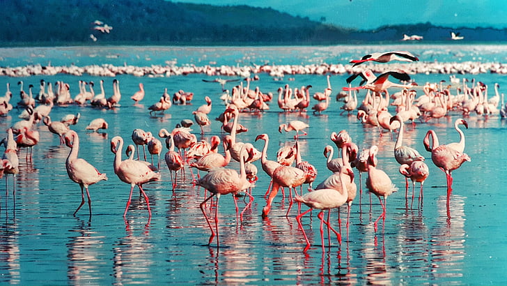 핑크 플라밍고, 호수 nakuru, 케냐, 아프리카, 새 들, 자연, 야생 동물