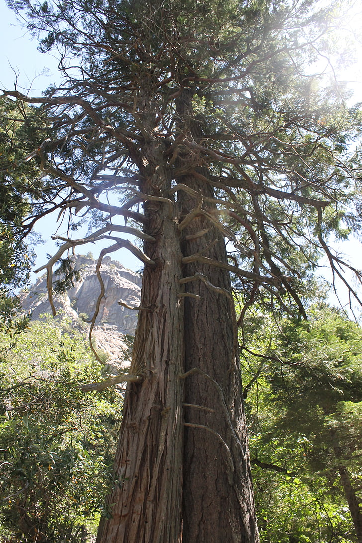 Sequoia, drevo, gozd