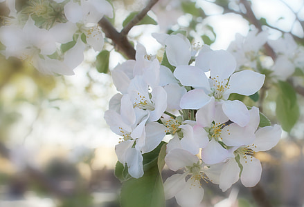 jaro, Bloom, květ, kvetoucí, Jarní čas, Příroda, venkovní