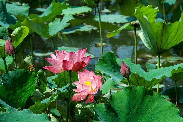 Lotus листа, Lotus, лято, водни растения, езерото, цвете, листа