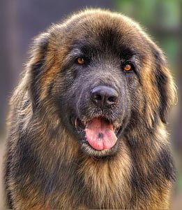 câine, animale, Leonberger, prieten, un animal, Close-up, nici un popor