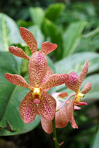 Orchid, kukka, Luonto, terälehti, vaaleanpunainen, Bloom, kimppu