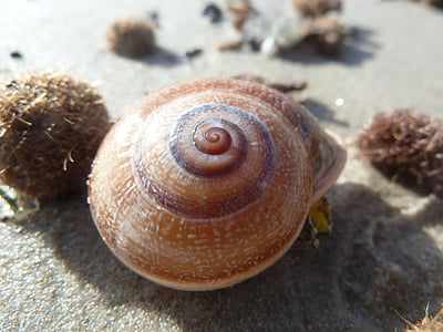 sea, snail, sand, shell, holiday, beach, housing