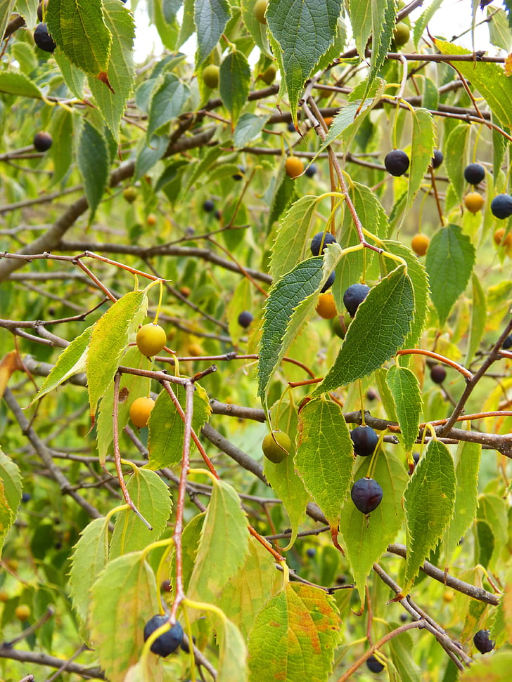 Hackberry, frukt, treet, lledoner