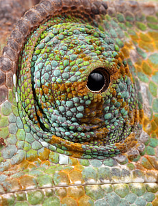 Chameleon, øye, detaljer, Nærbilde, makro, skjellete, vekter