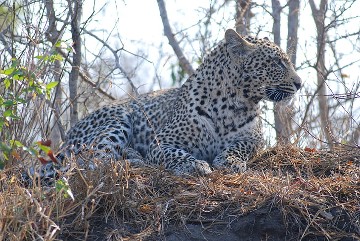 leopardas, katė, laukinių, gyvūnų, kačių, Afrika, Safari