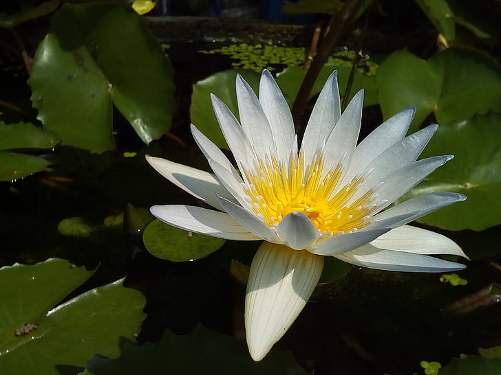 lotusblad, Lotus, vattenväxter, blommor, Lotus lake, vit lotus, vit lotusblomma