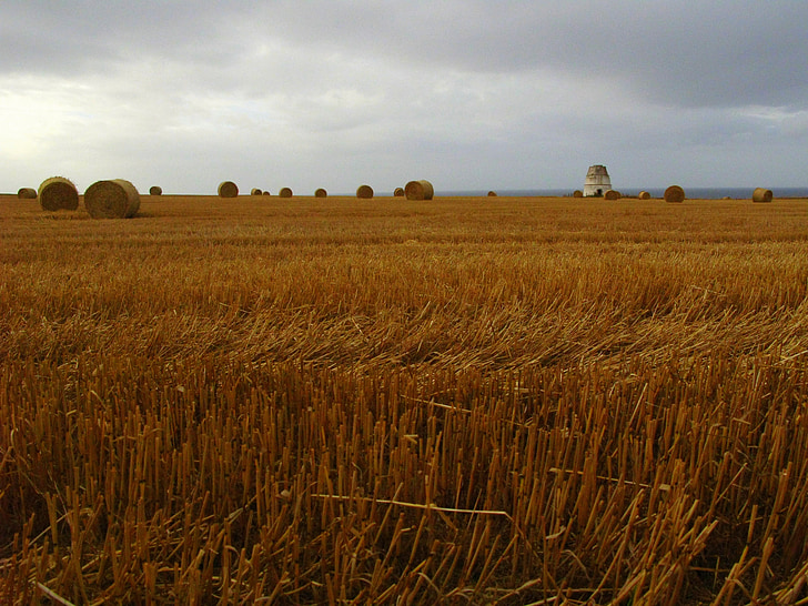 wheat, summer, field, nature, agriculture, rural, golden