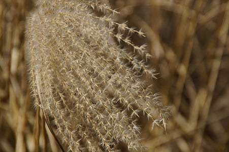 Reed, Gräser, in der Nähe, Makro, Grass, Frühling