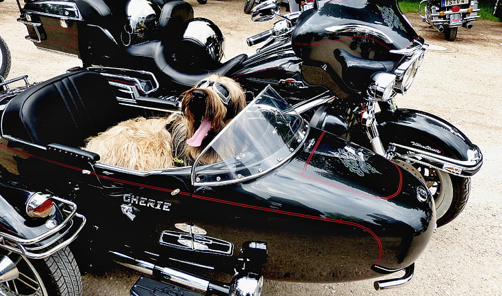 hund, fred, motorcykel, vän, Reflex, gäspningar