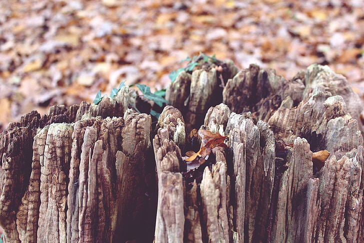 tree, tree stump, autumn, nature, wood, forest, broken