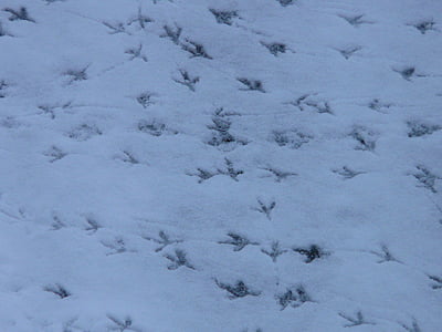 piste dell'uccello, Pista animale, ristampa, neve, tracce, inverno, impronta di uccello