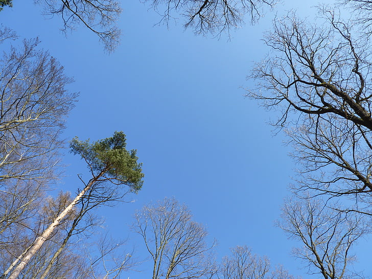 céu, árvores, azul, para o céu, Glade